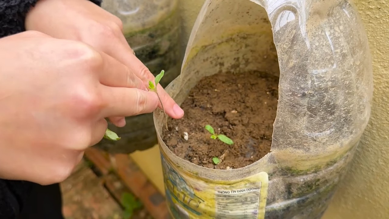 DIY hydroponic lettuce garden