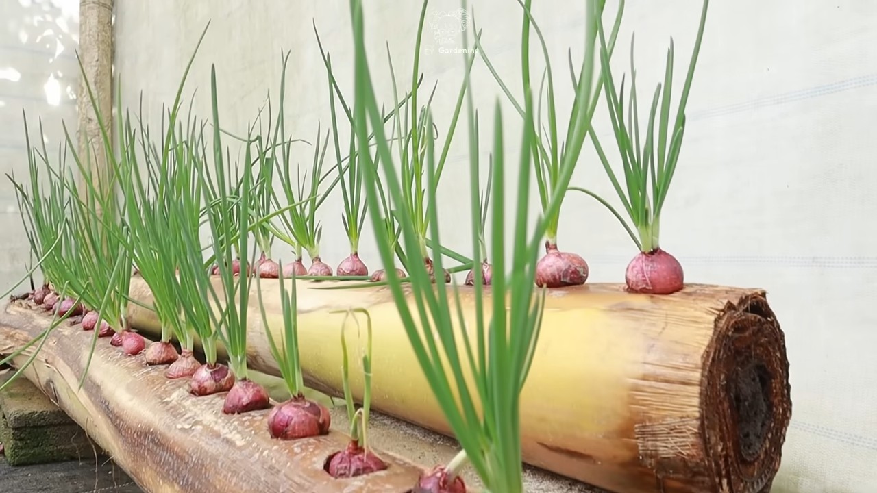 Grow Onions with Onion Technique