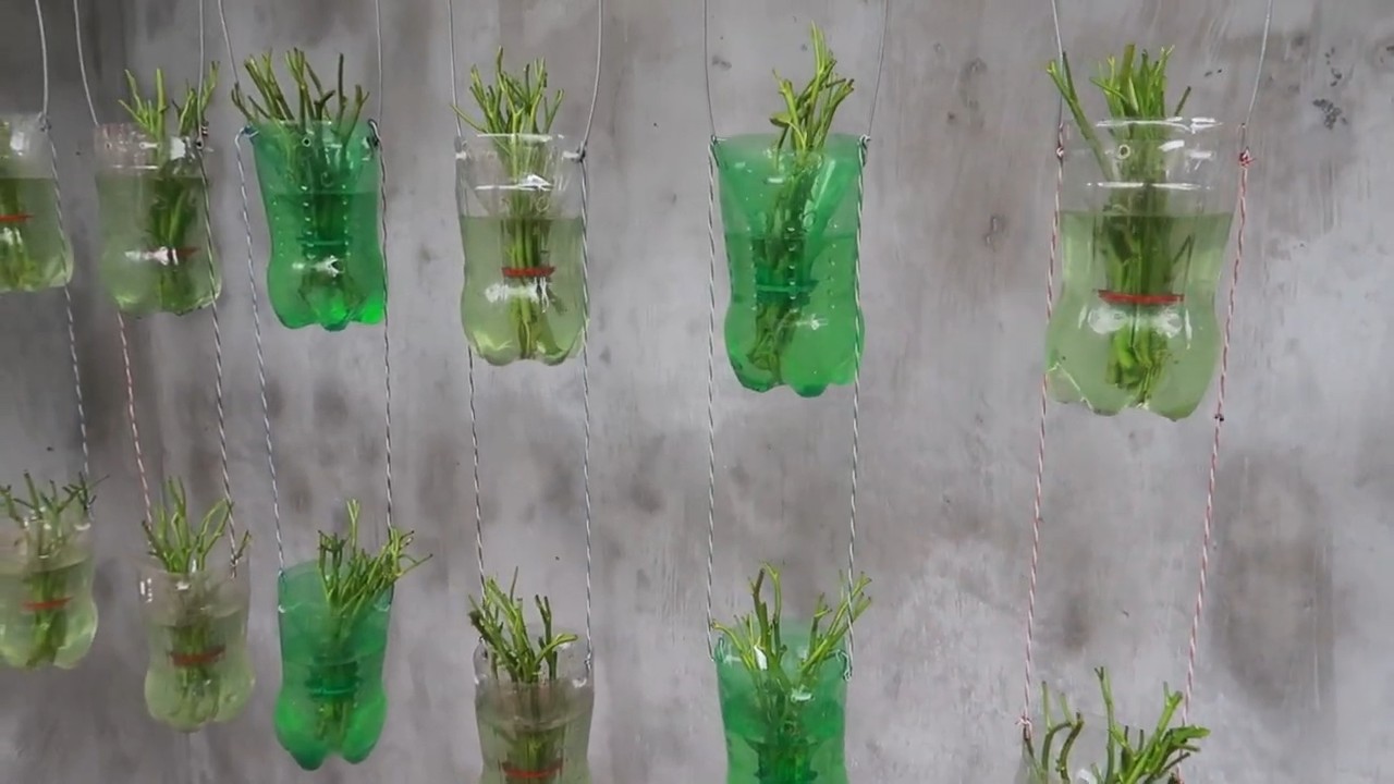 Spinach in plastic bottles