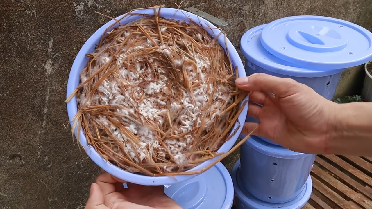 Mushroom Bucket Indoor Gardening