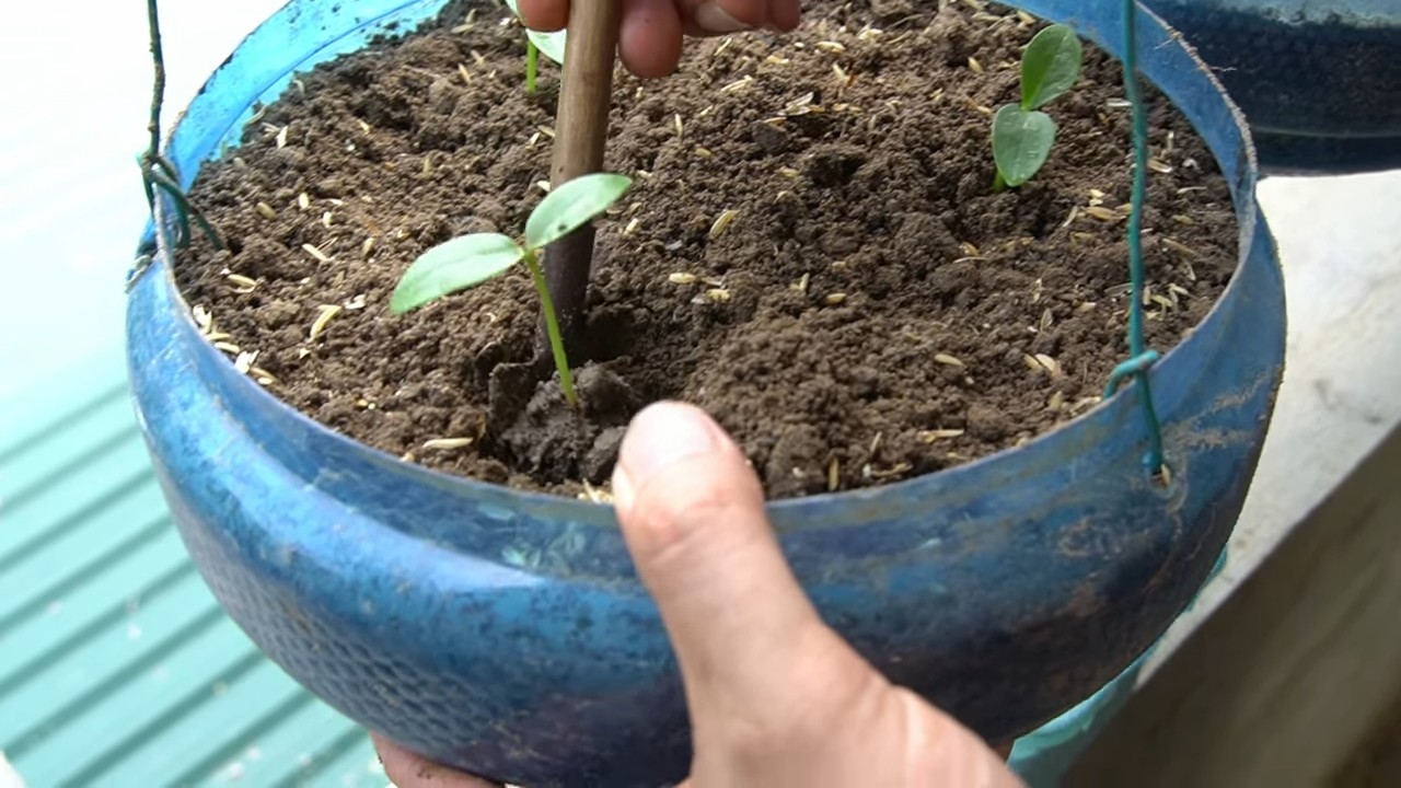 Grow Giant Malabar Spinach