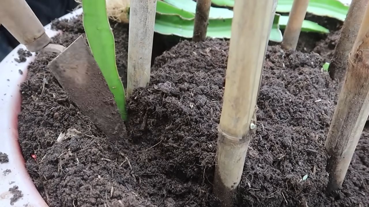 DIY Dragon Fruit Grow System