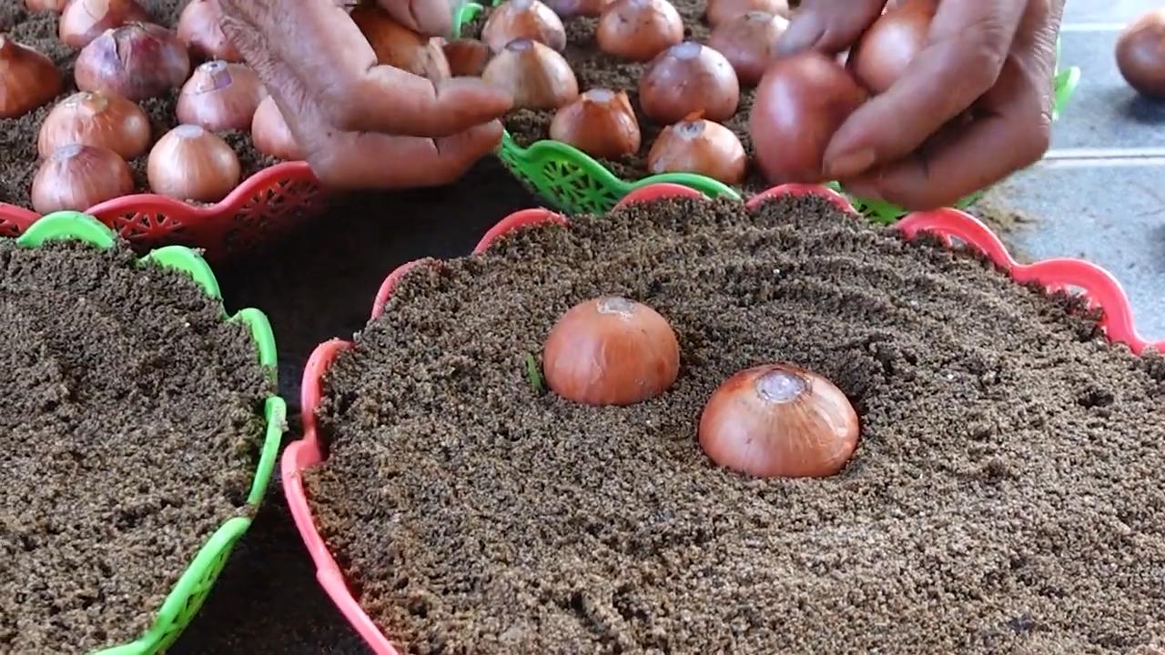 Growing onions simple tips