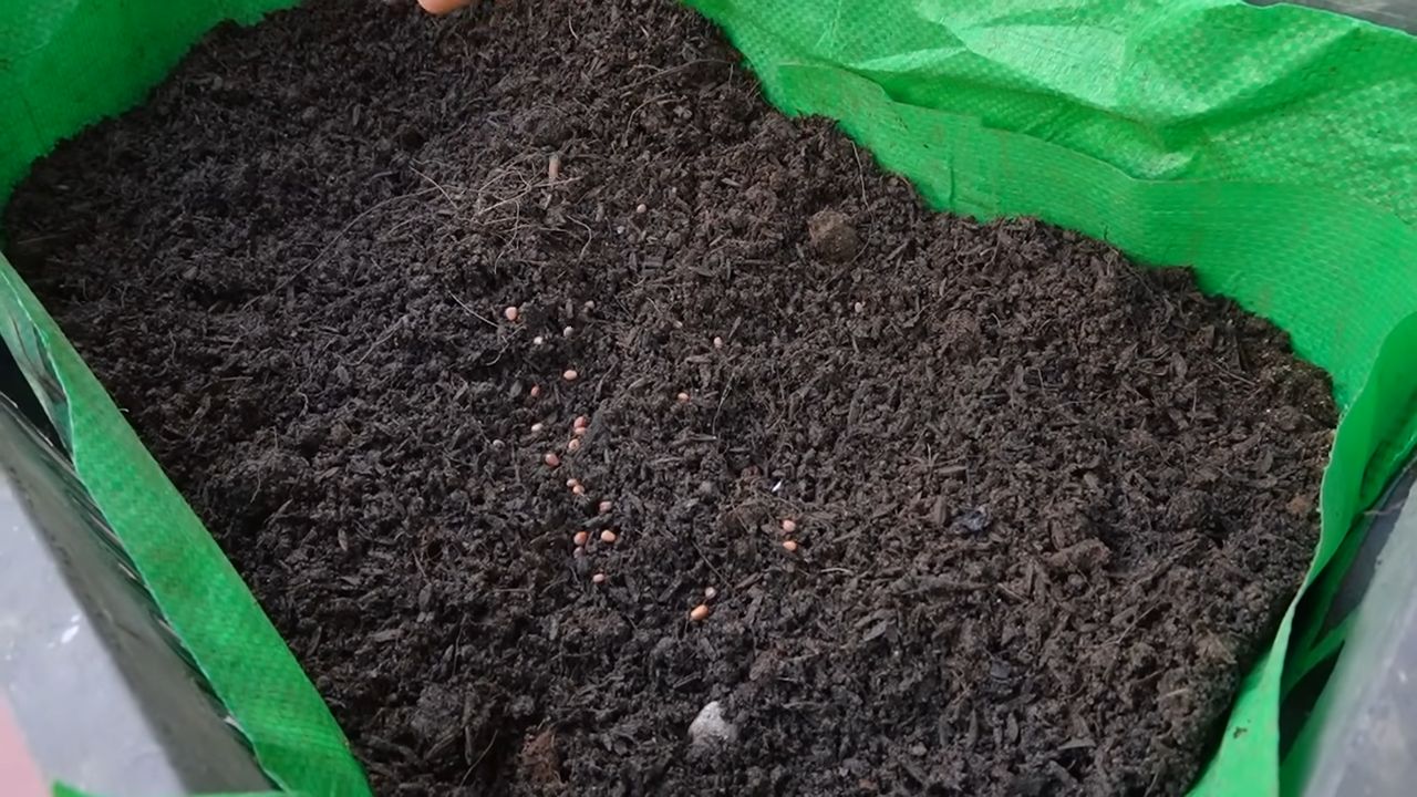 Grow Radish Indoors