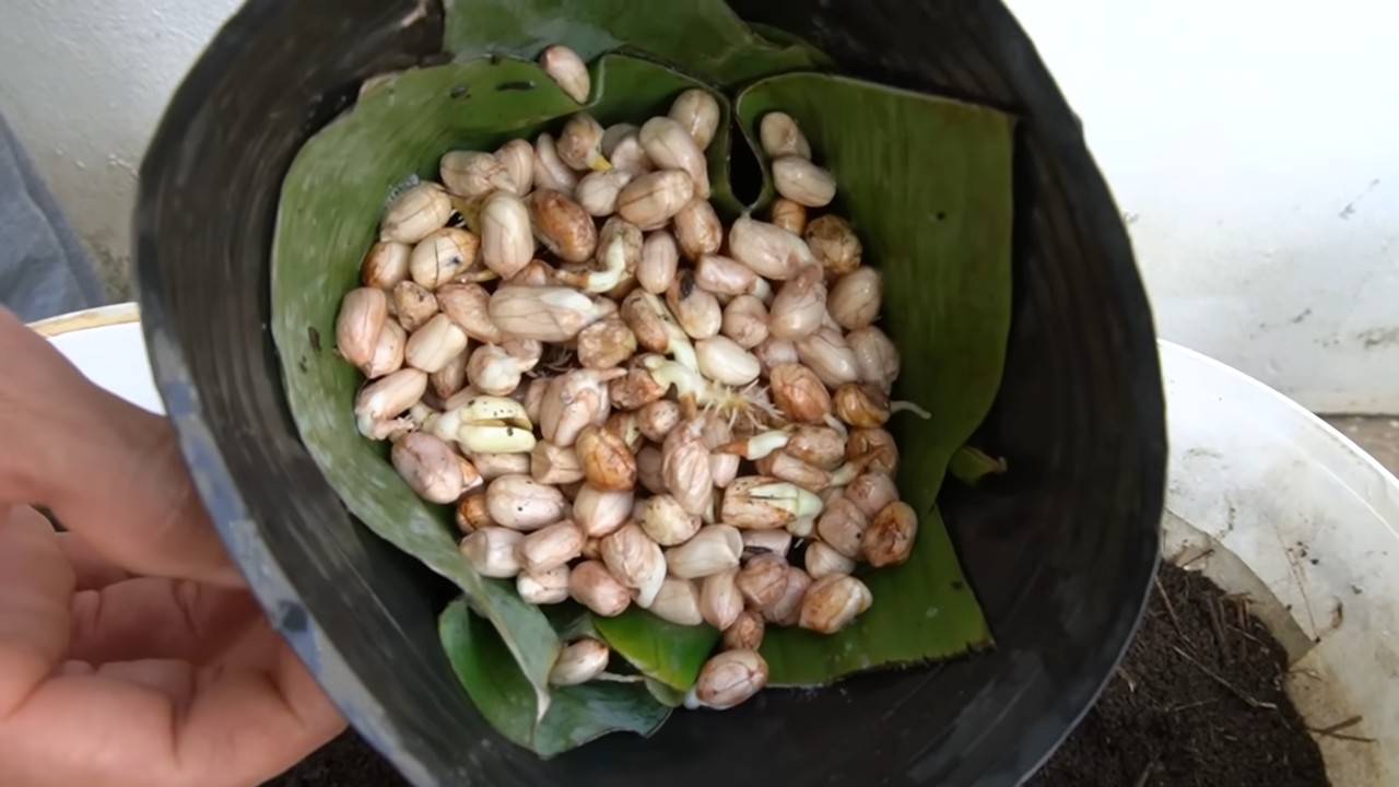 Growing peanuts in a bucket