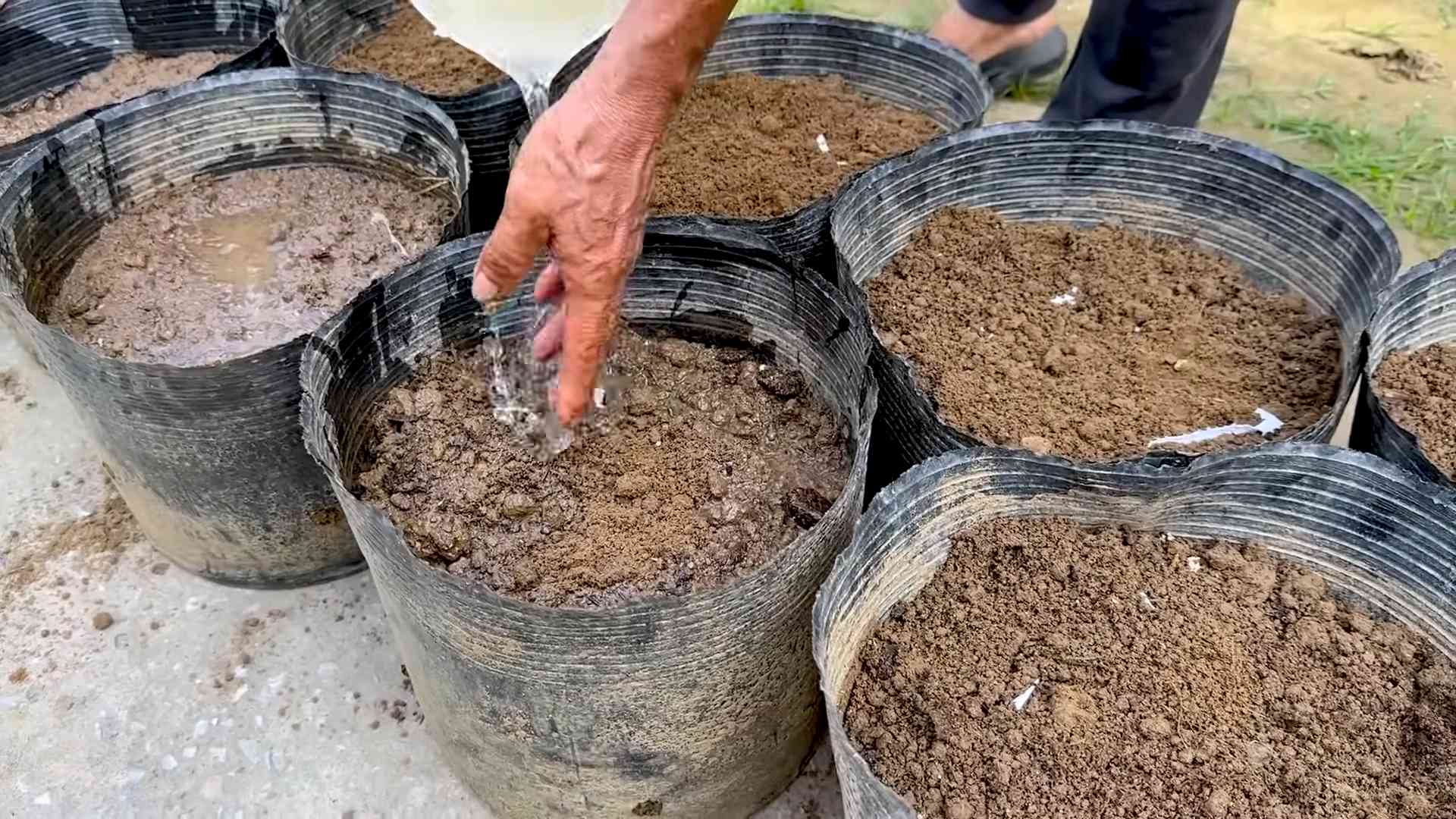 Yardlong Bean Growing Tips