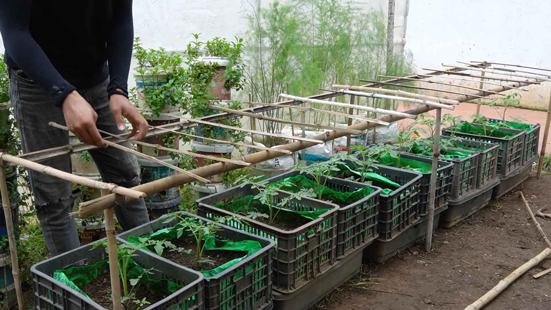 Backyard tomato growing tips