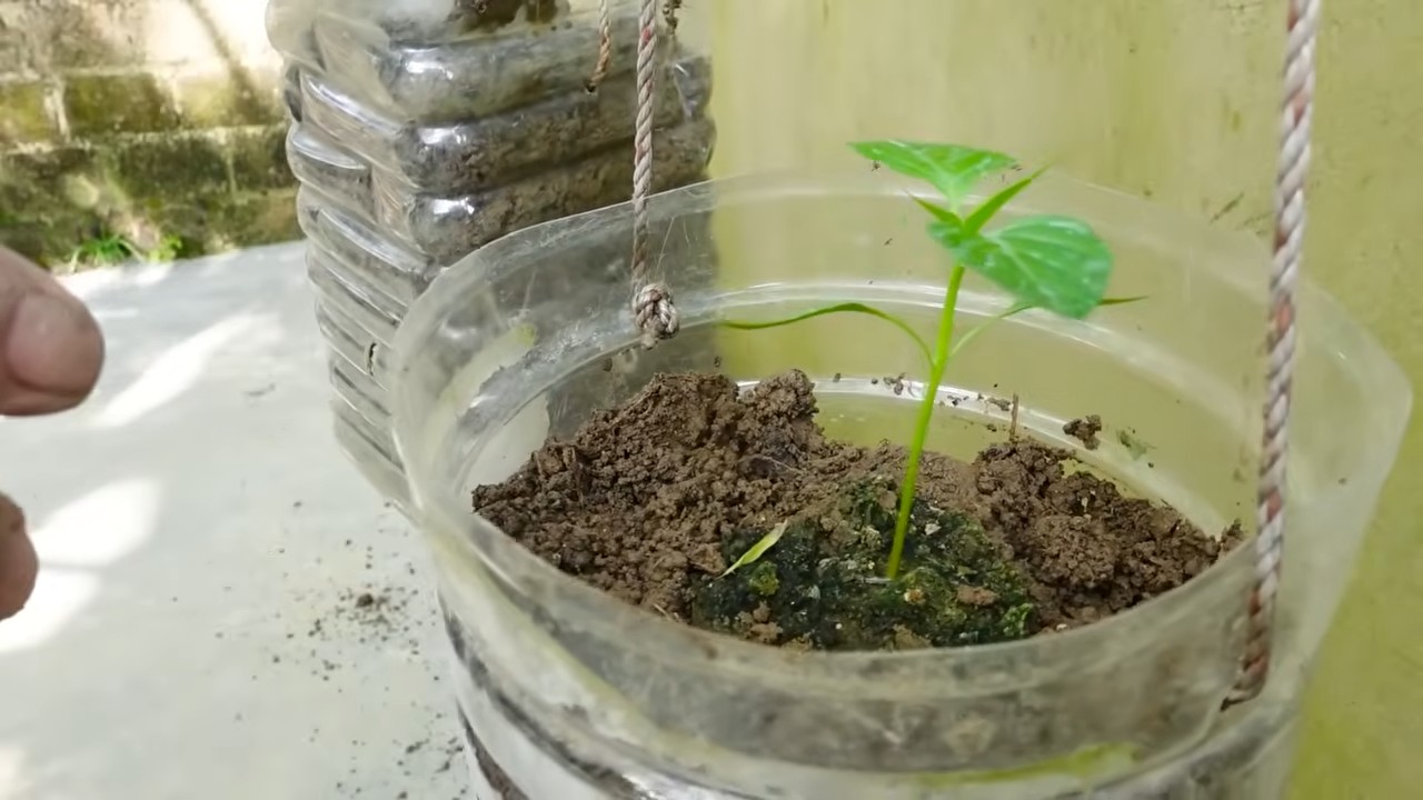 Free chili propagation
