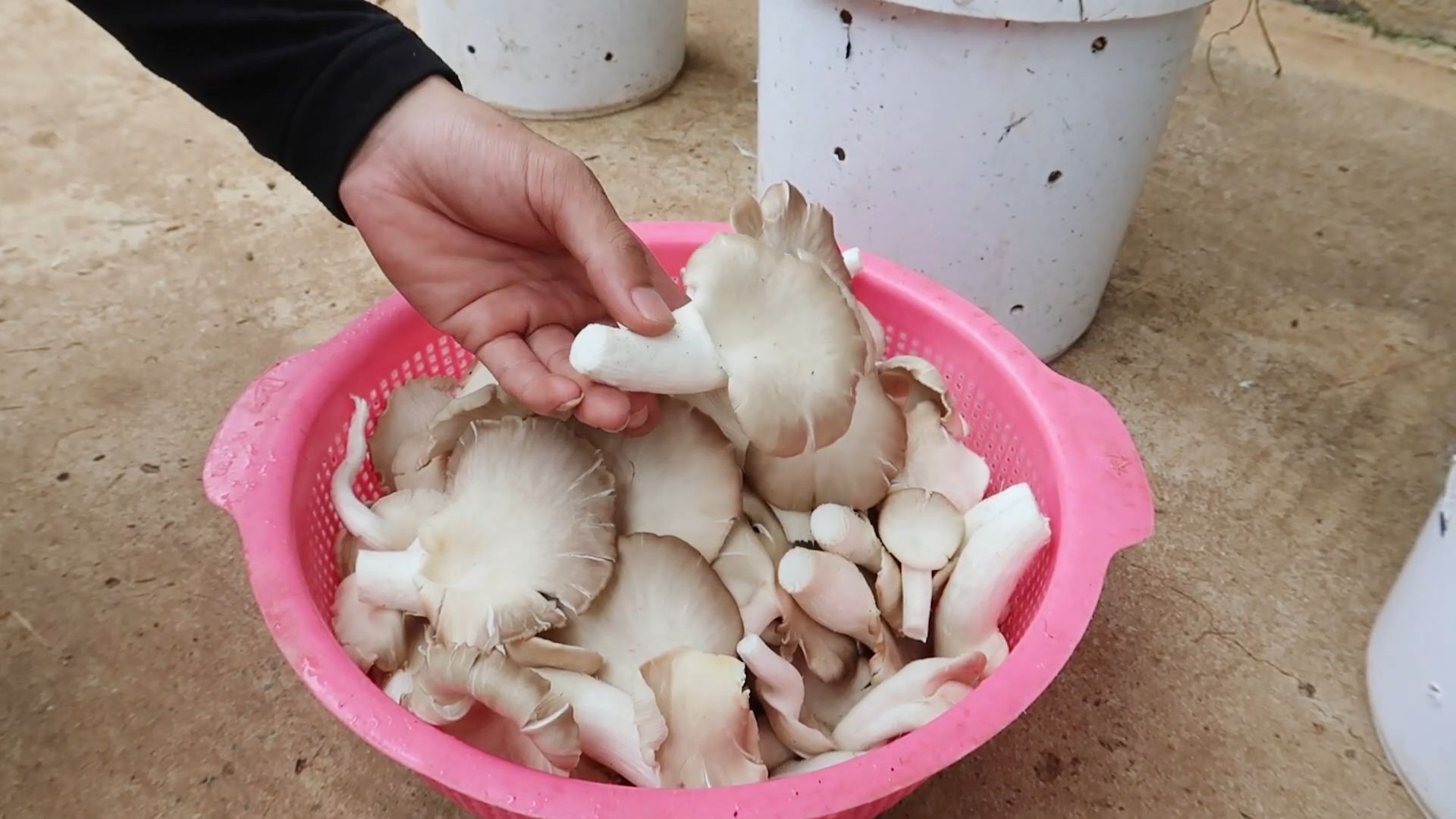 Indoor Mushroom Farming Beginners
