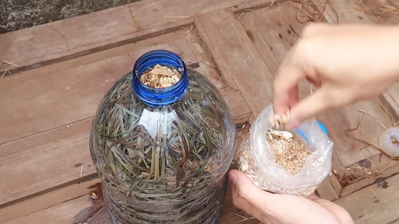 Growing mushrooms in plastic bottles