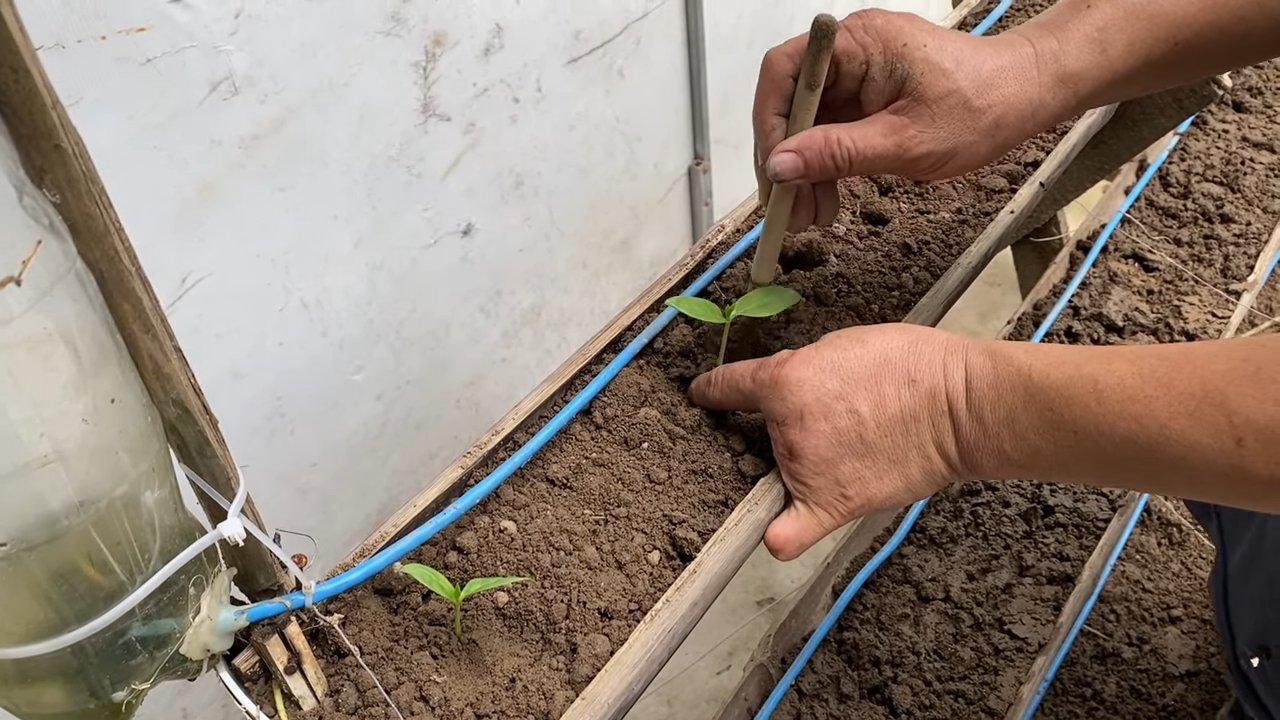 Vertical Spinach Growing