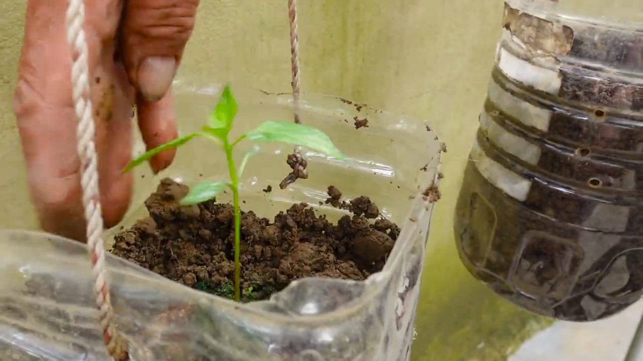 DIY Vertical Planter Spinach