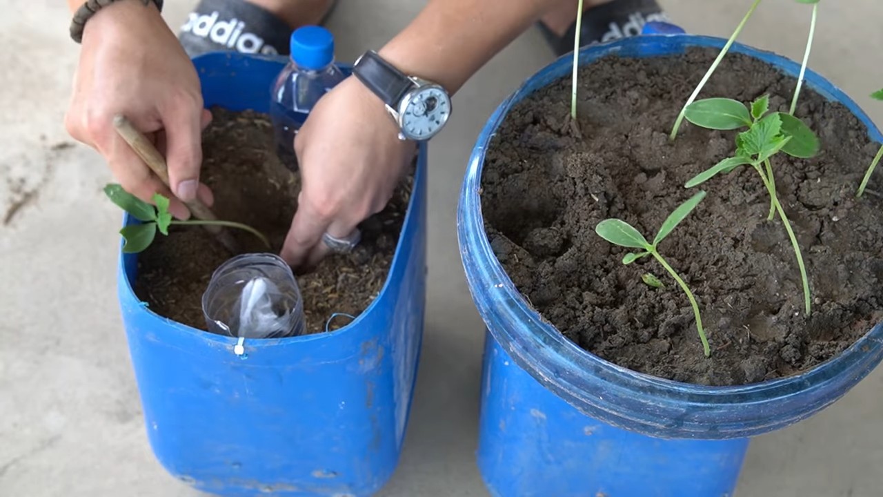 Container cucumbers high yield