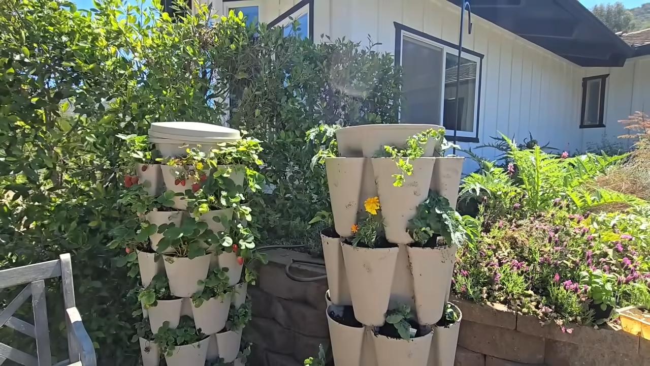 Strawberry raised bed gardening