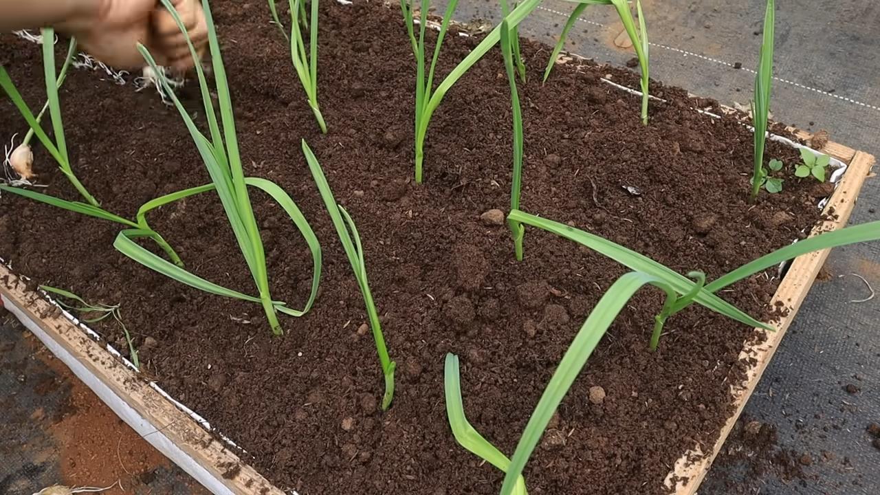 Soil Free Garlic Growing