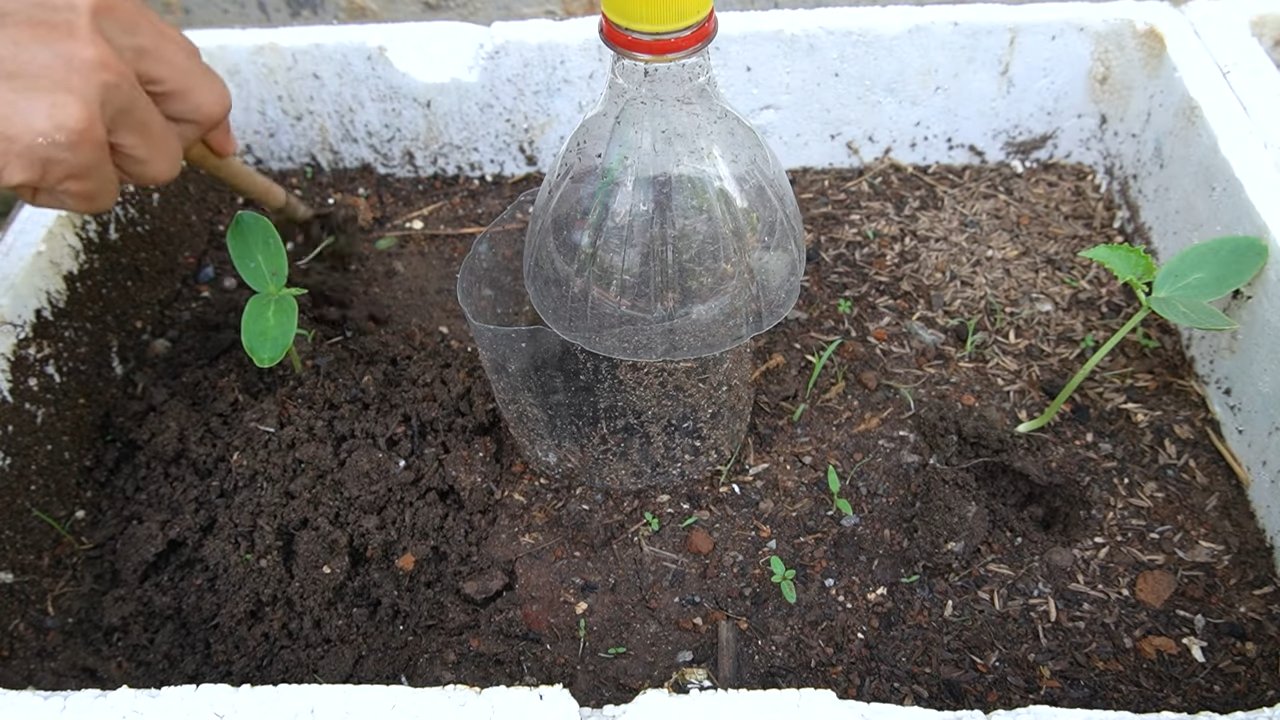 Grow cantaloupes at home