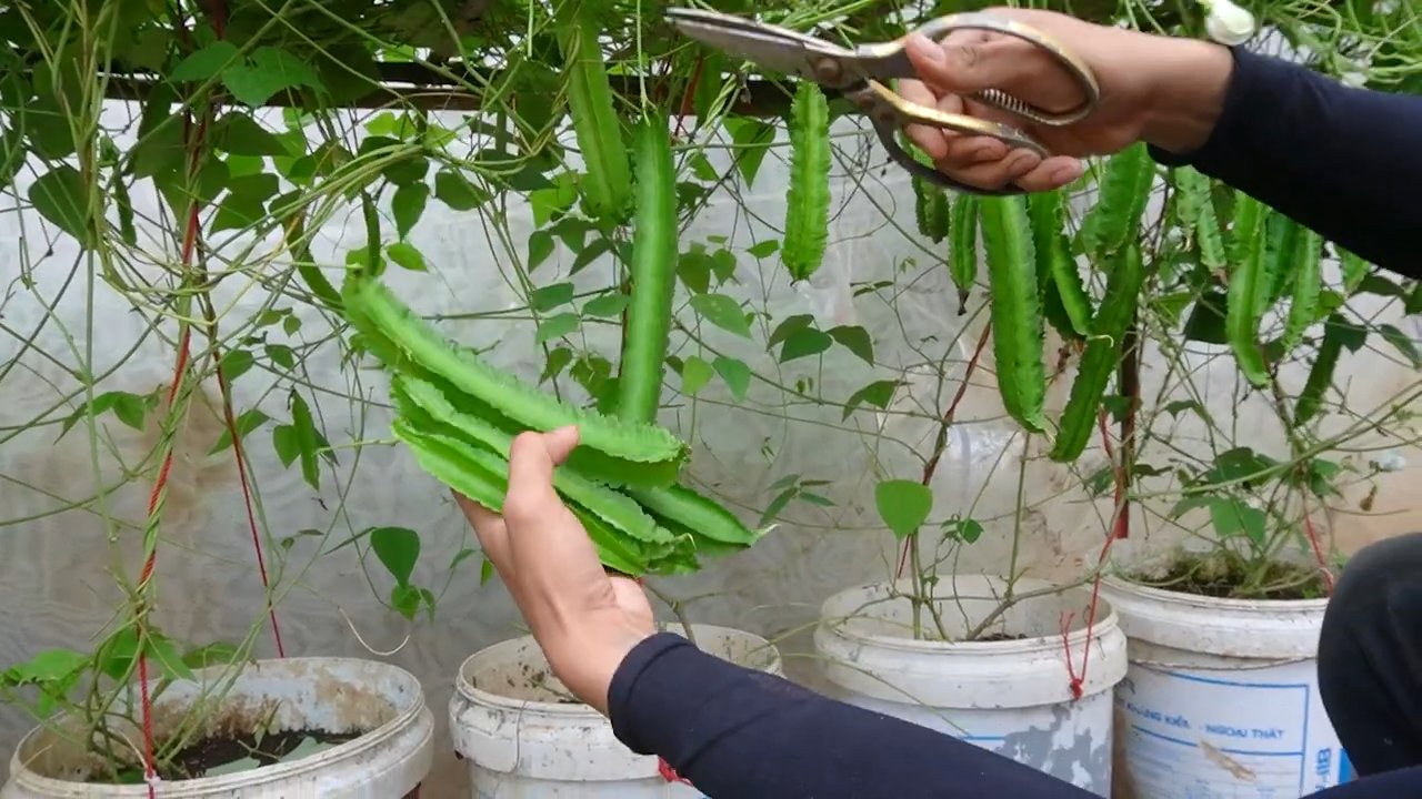 Budget friendly winged bean recipe
