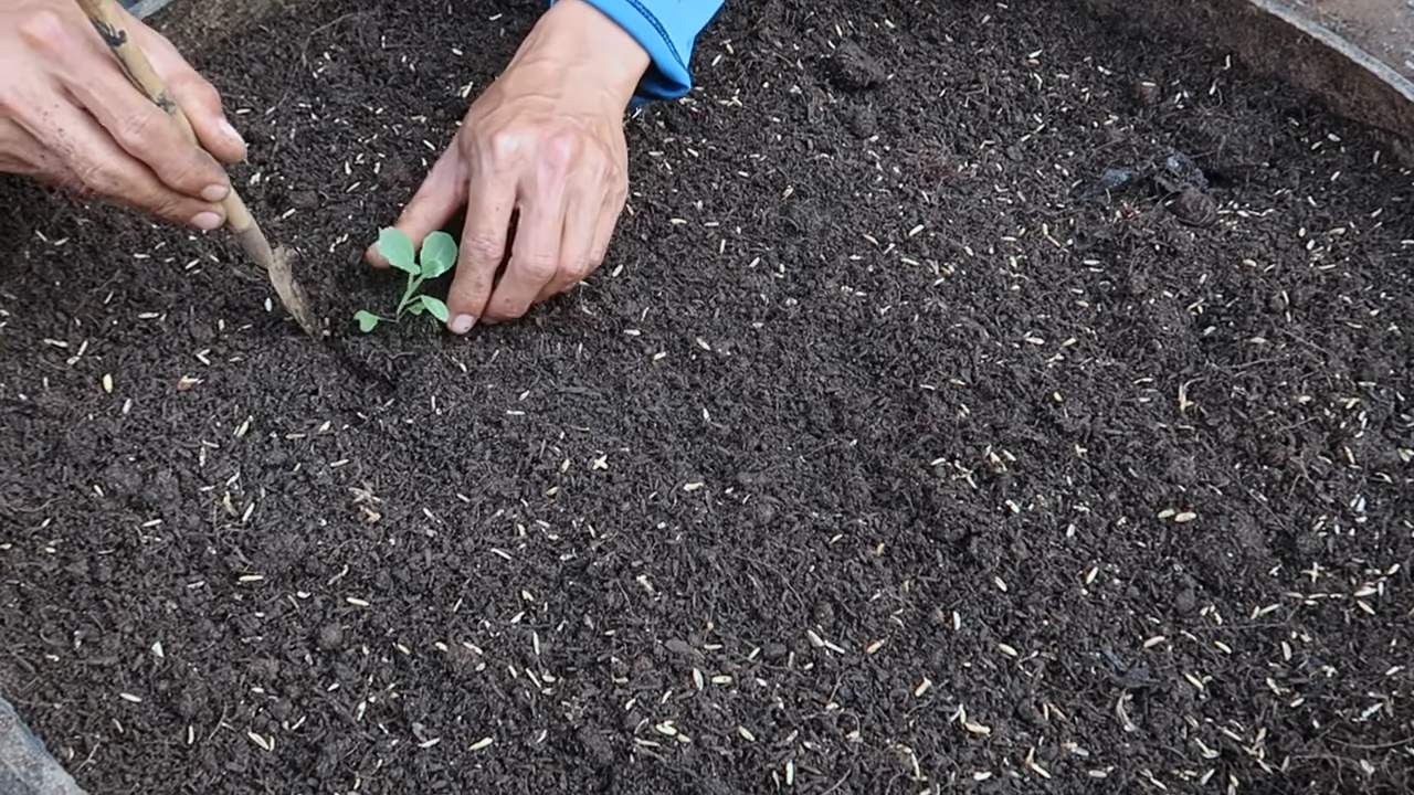 Backyard Free Cabbage Growing