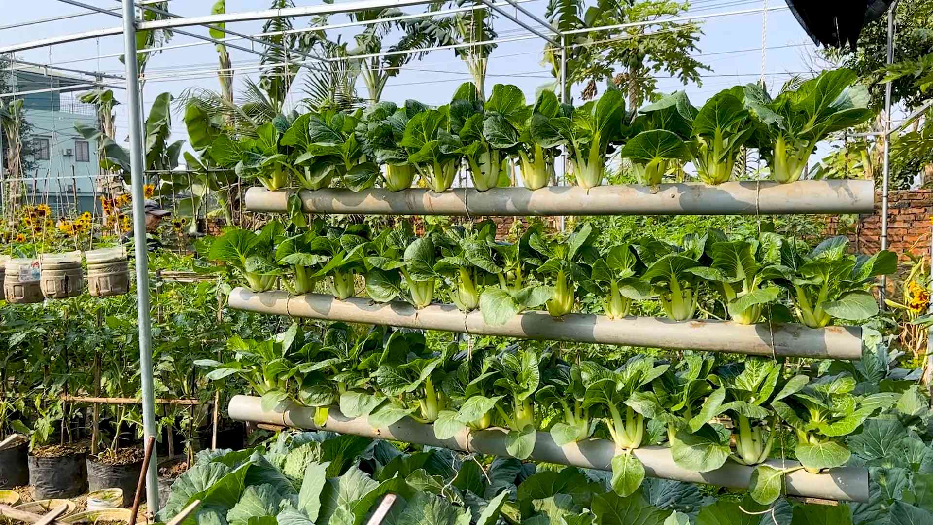 Growing Bok Choy at Home