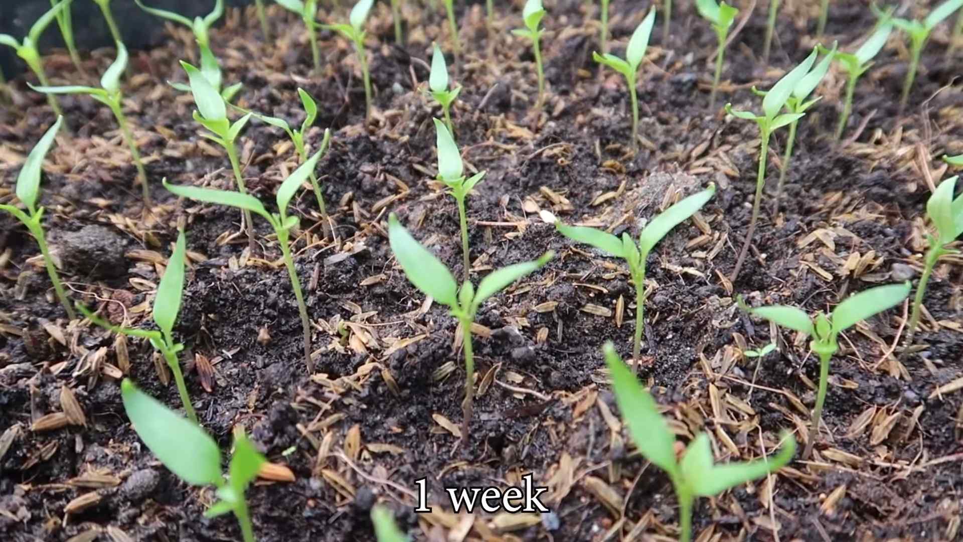 DIY chili pepper garden