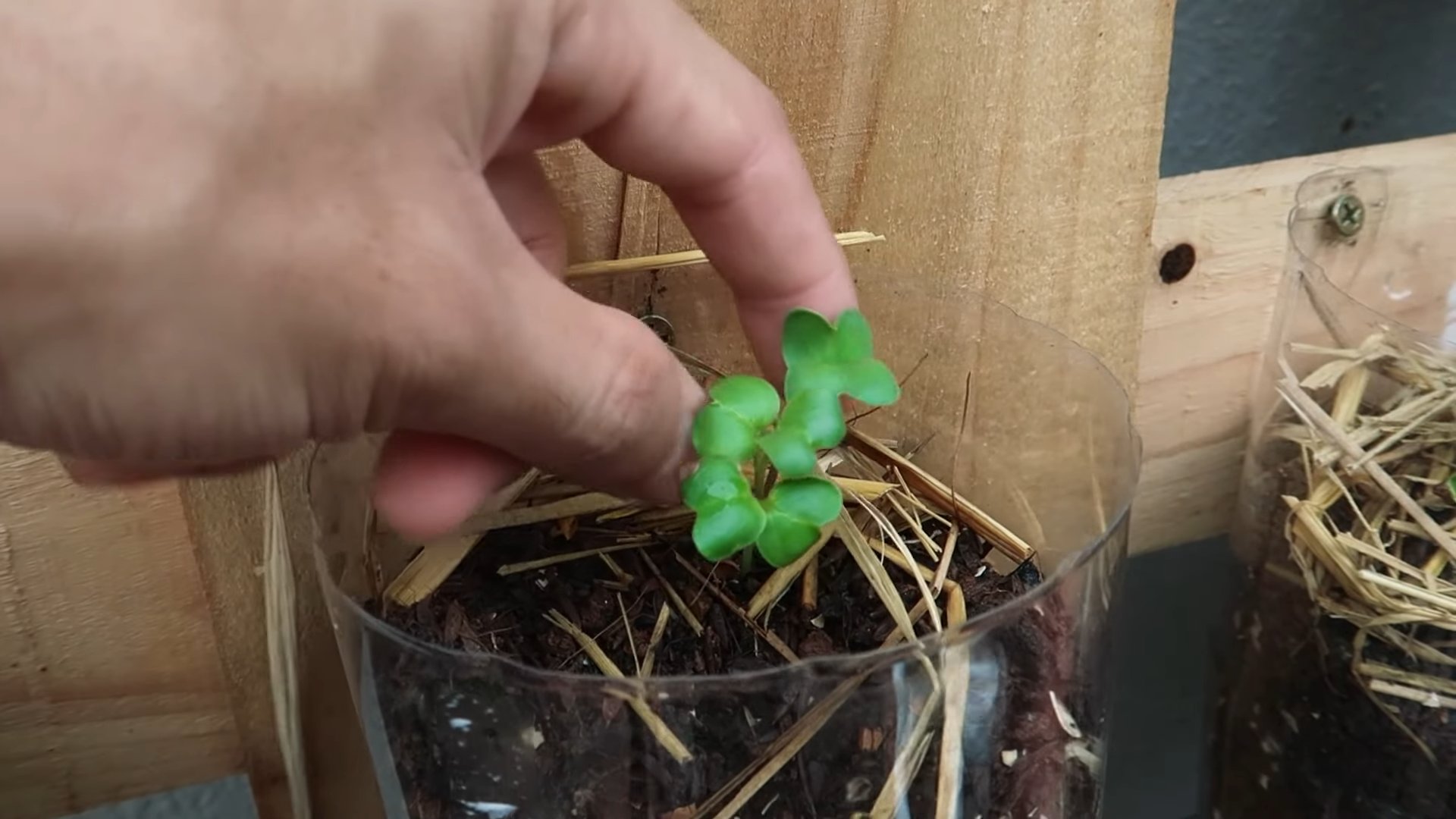 Grow Radish at Home