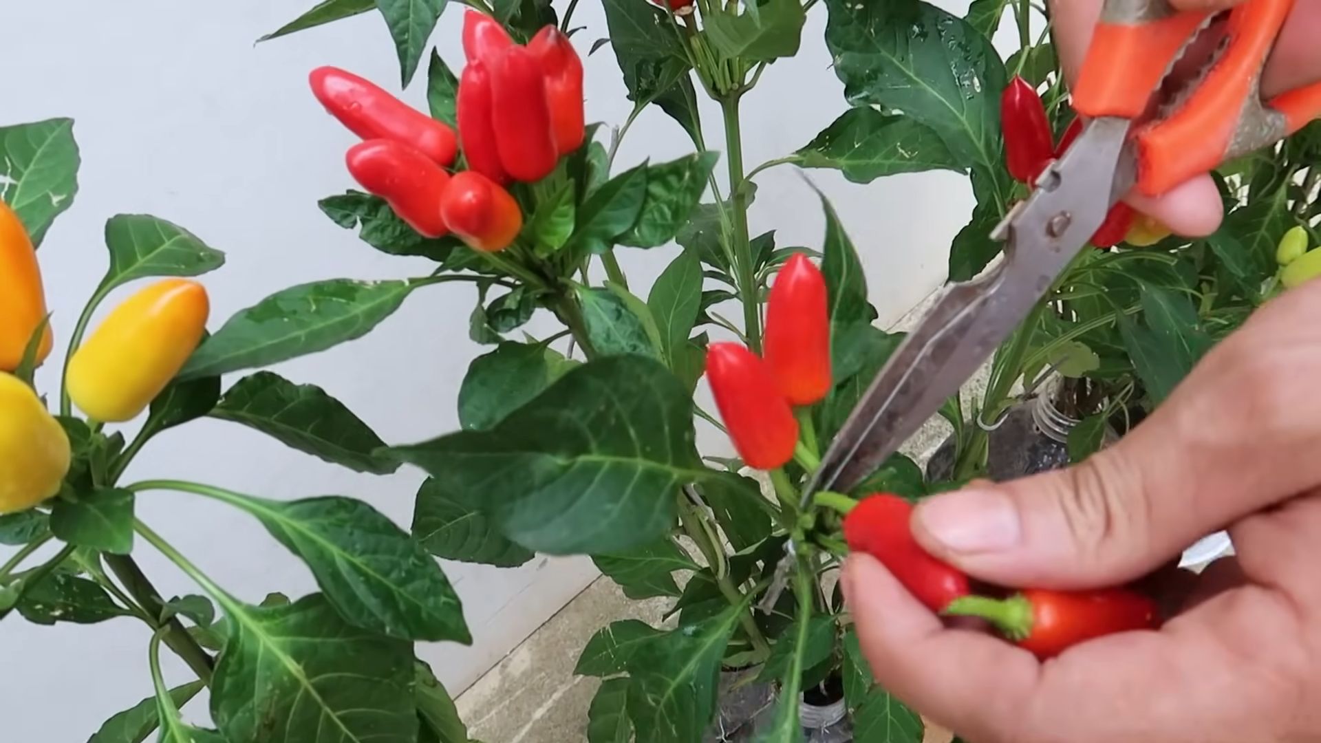 Bottle garden peppers