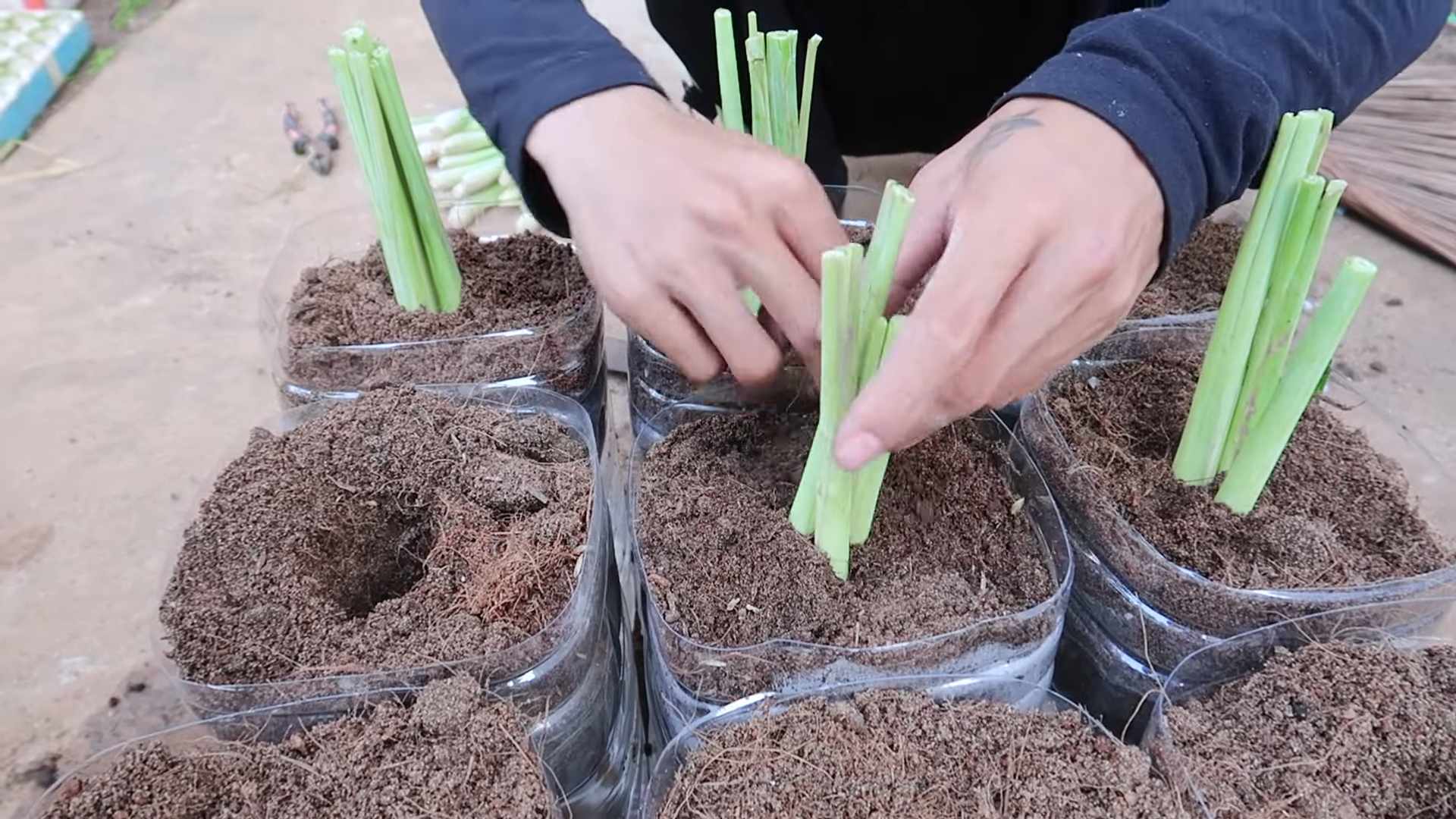 Growing Lemongrass at Home