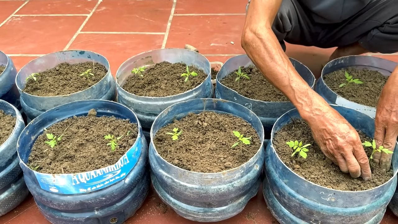 Tomato plant plastic can hack