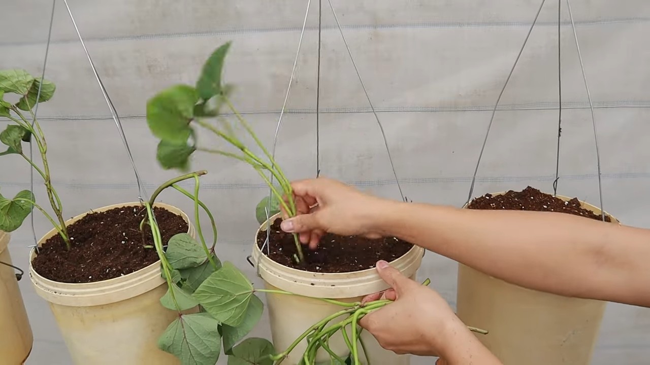 Sweet Potato Vertical Tower Yield