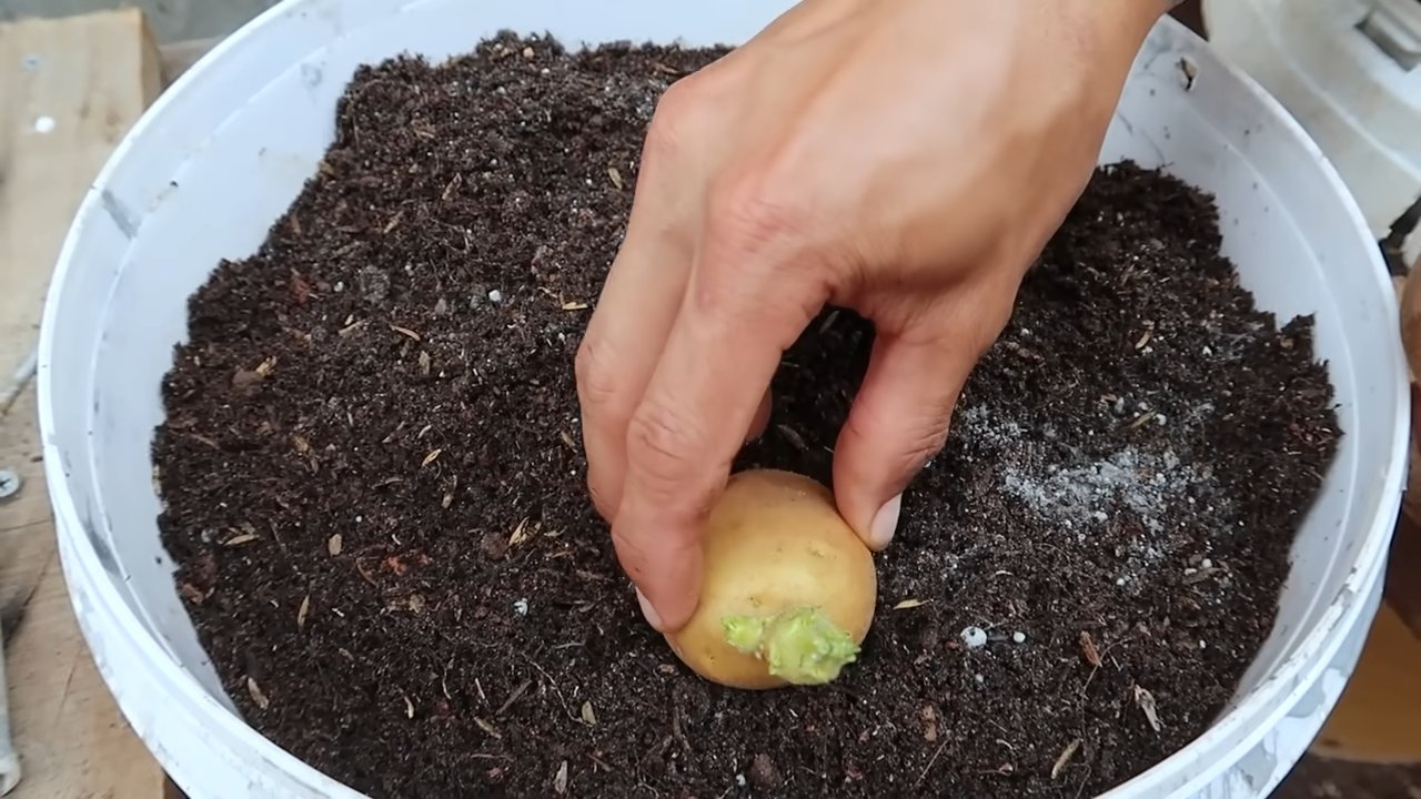 Grow Potatoes in Containers