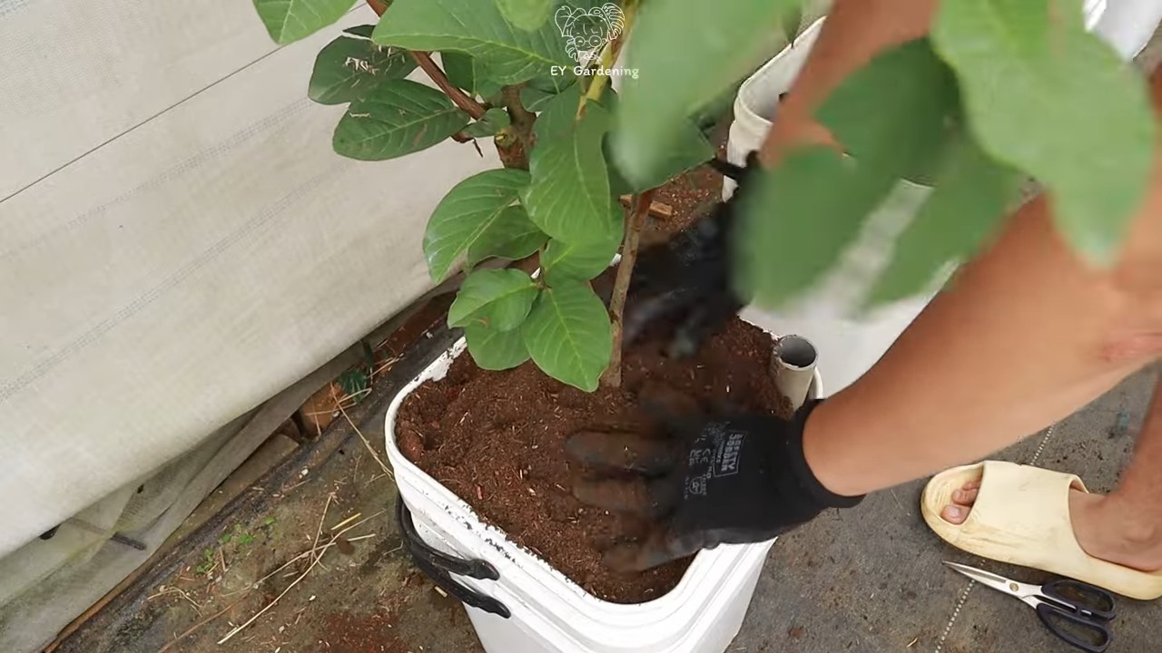 Guava tree terrace yield
