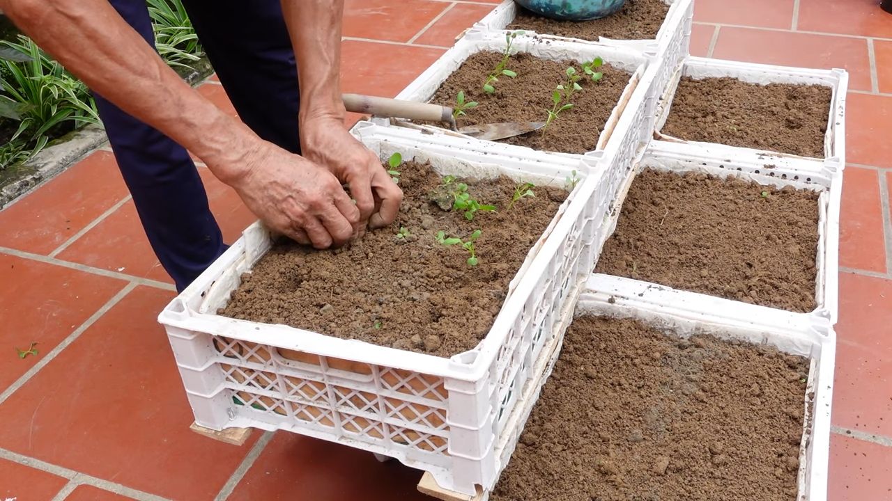 Easy vegetables for families