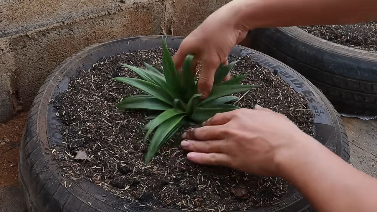 Growing pineapples terrace