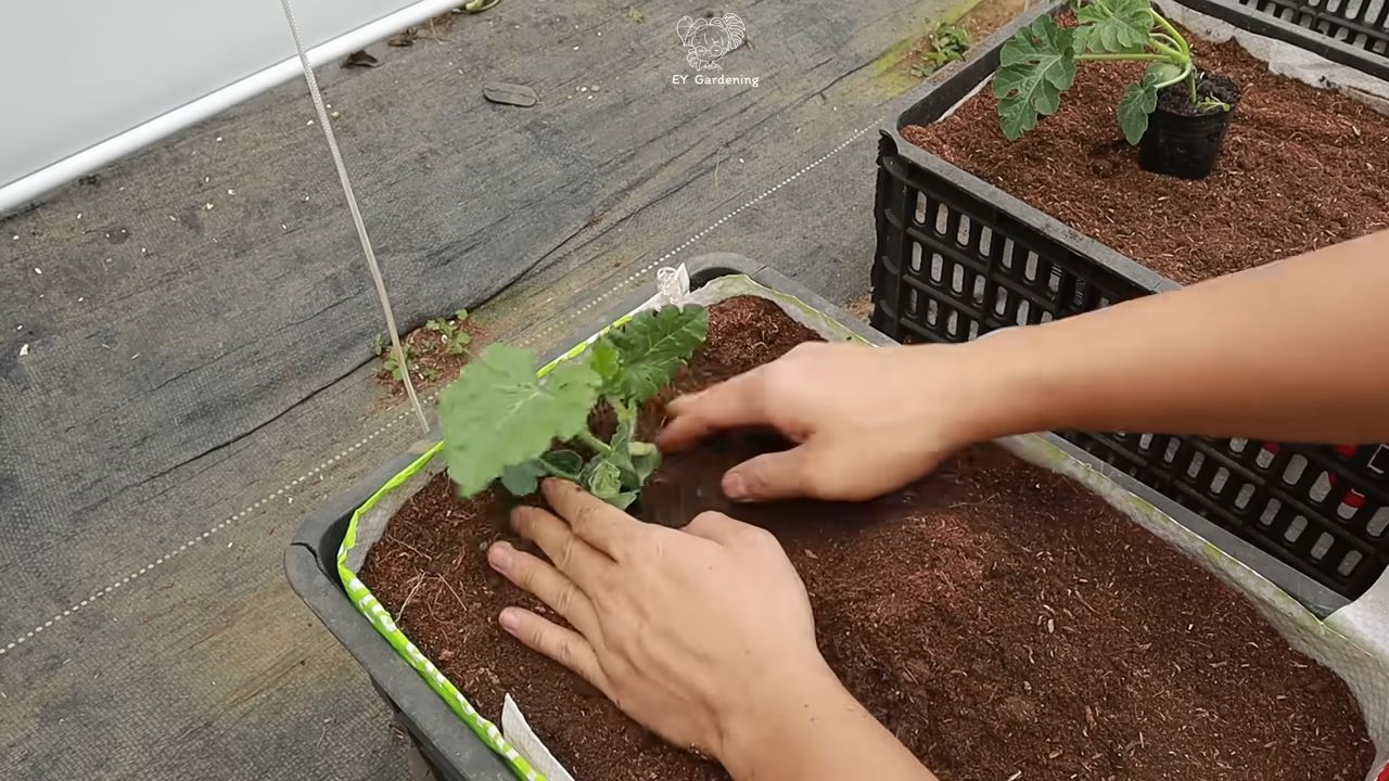 Grow Watermelons in Containers