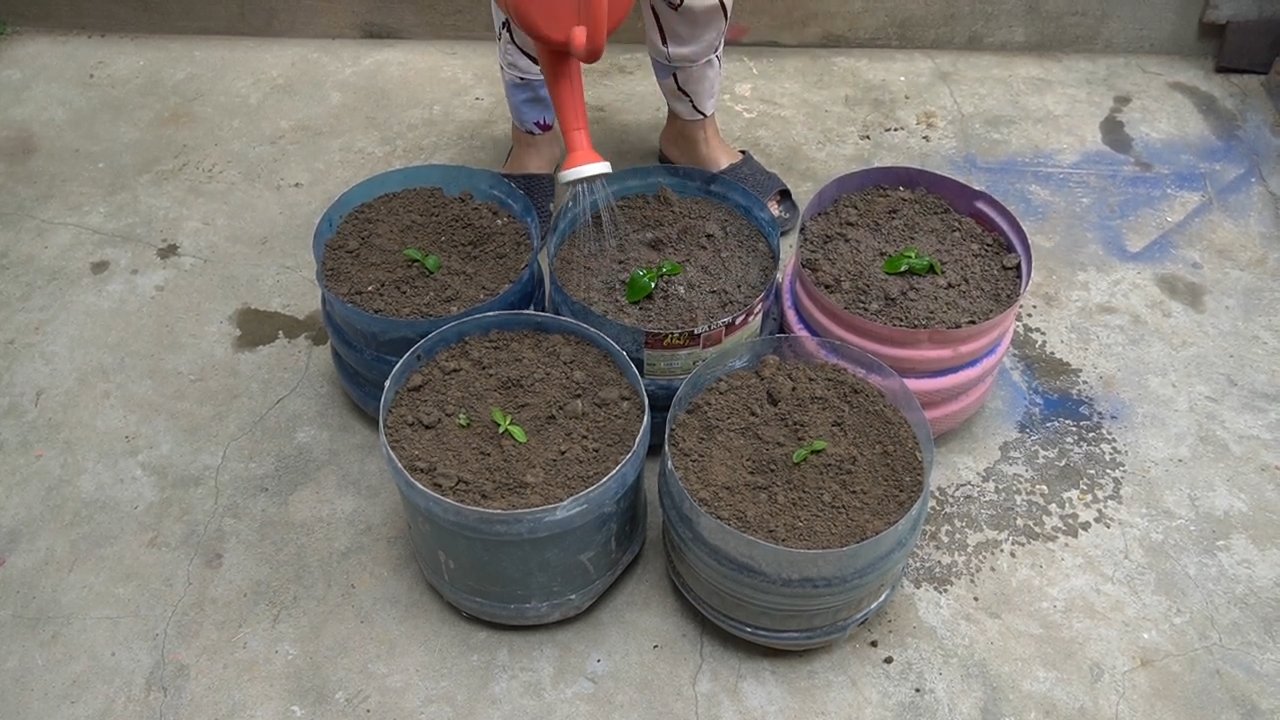 Growing Cabbage with Recycled Bottles