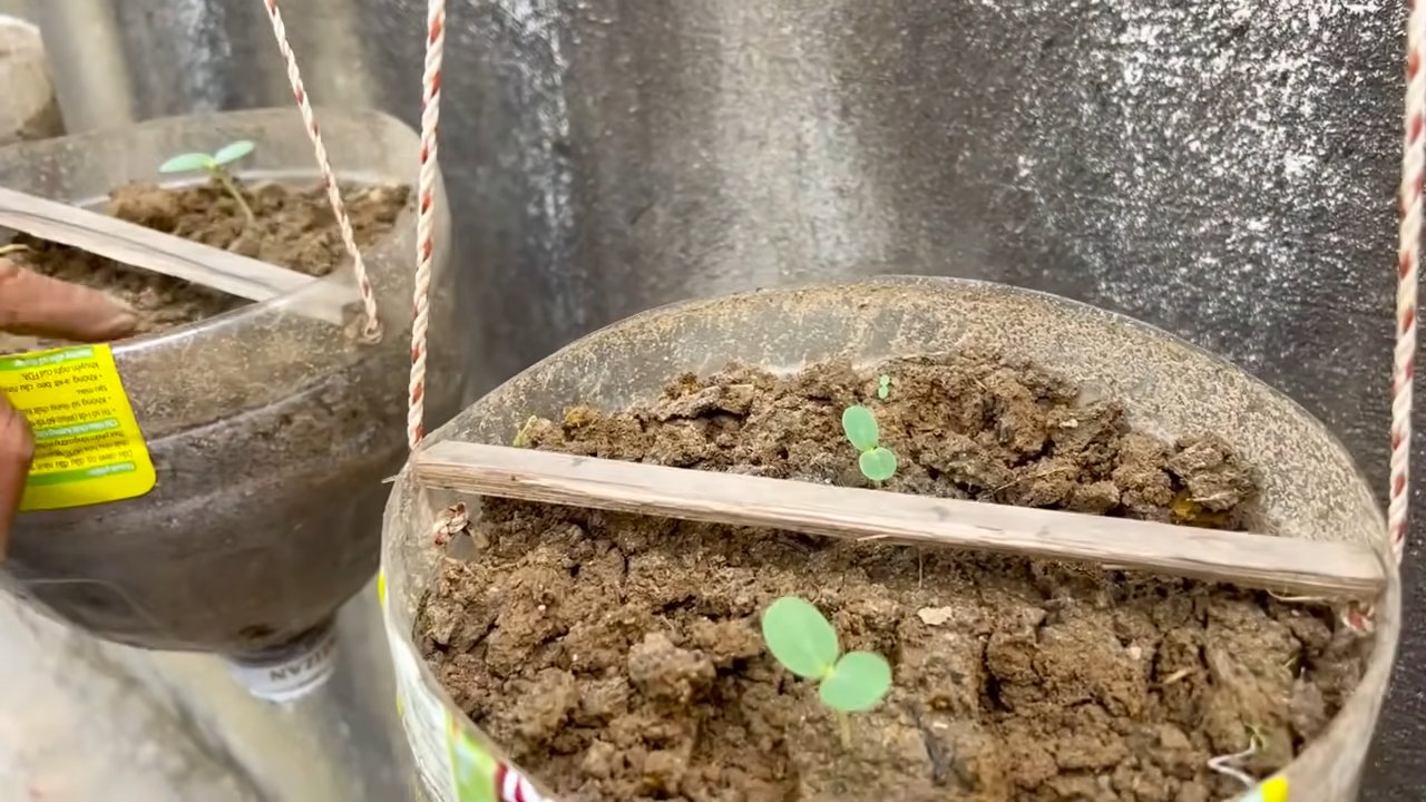 Melon growing tips harvest