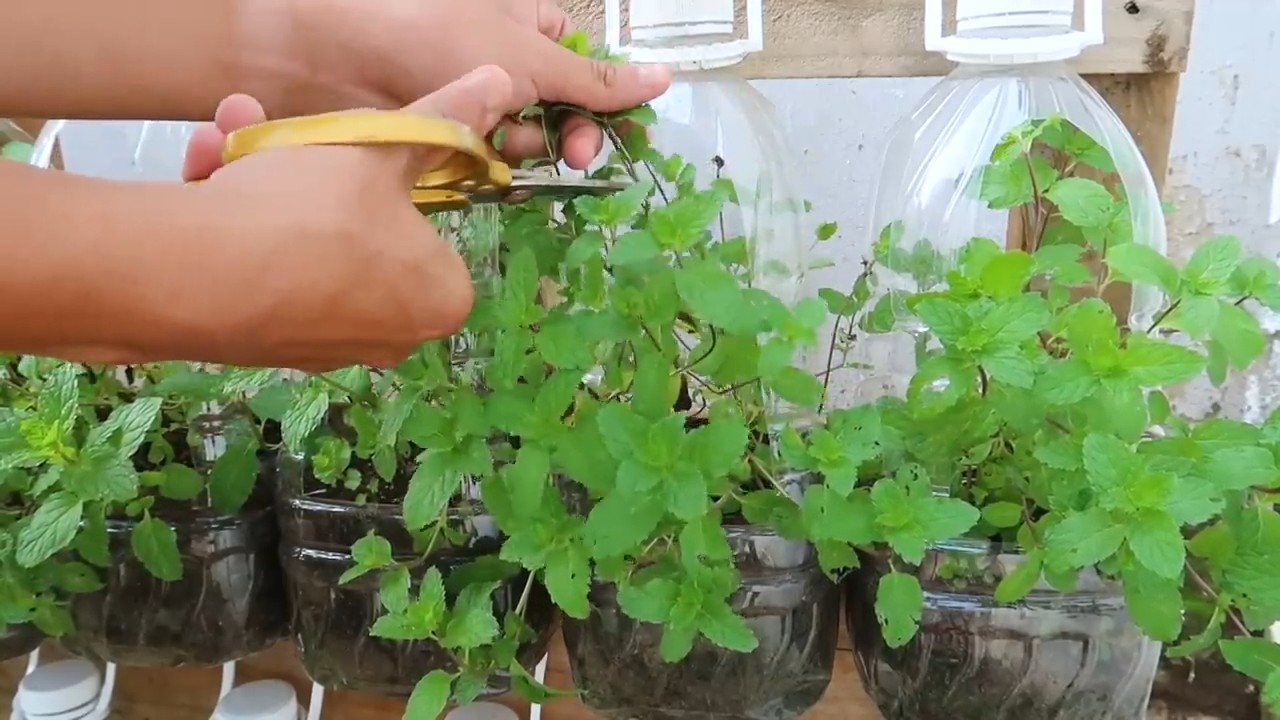 Regrow Mint Indoors