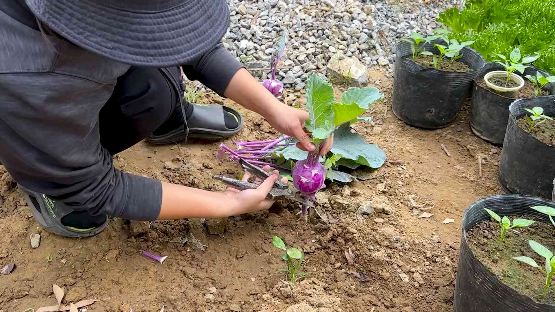 Grow Kohlrabi at Home