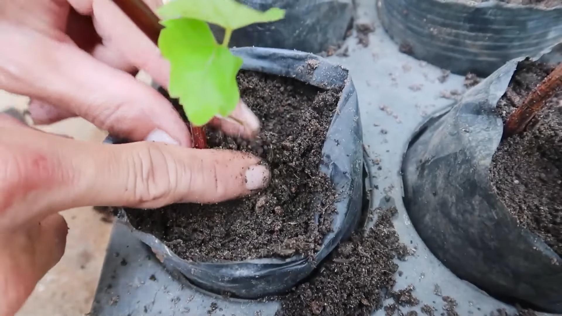 June plant propagation