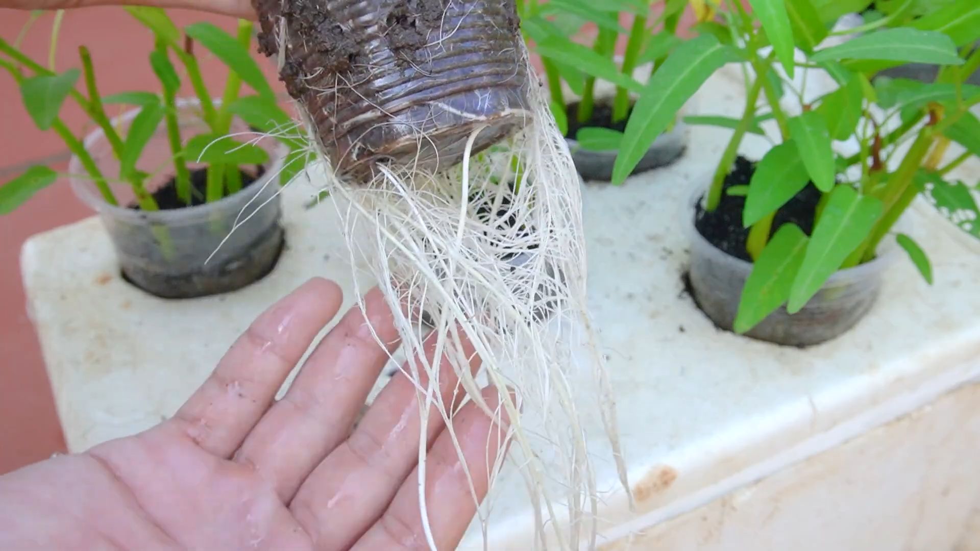 Growing Water Spinach Easily