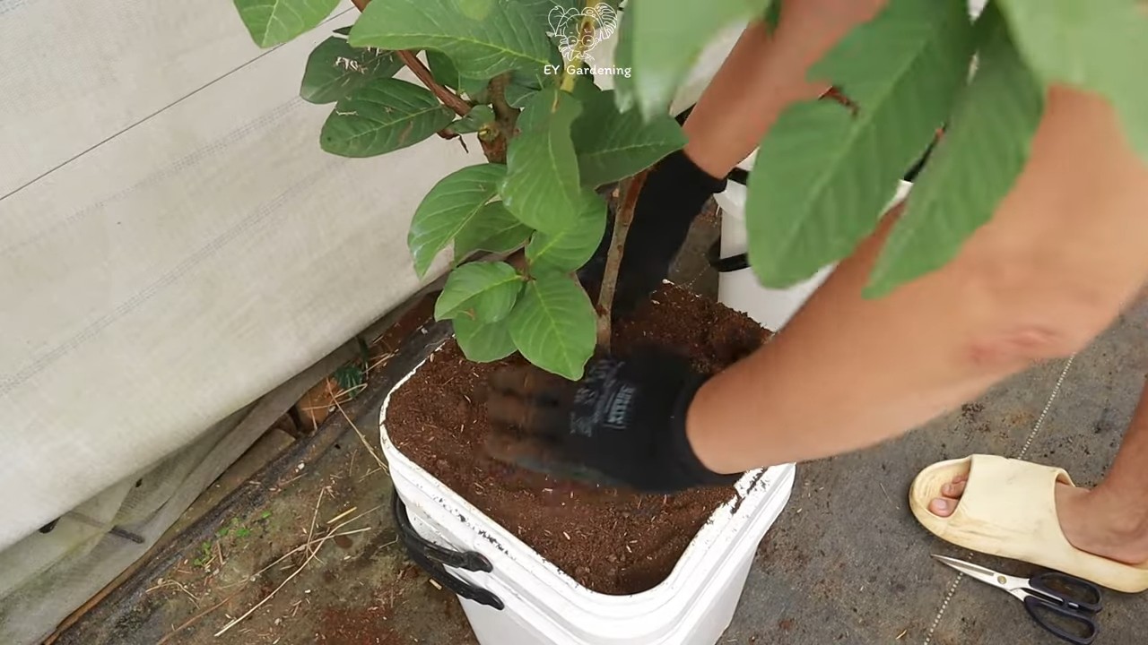 Terrace Guava Tree Growing Tips