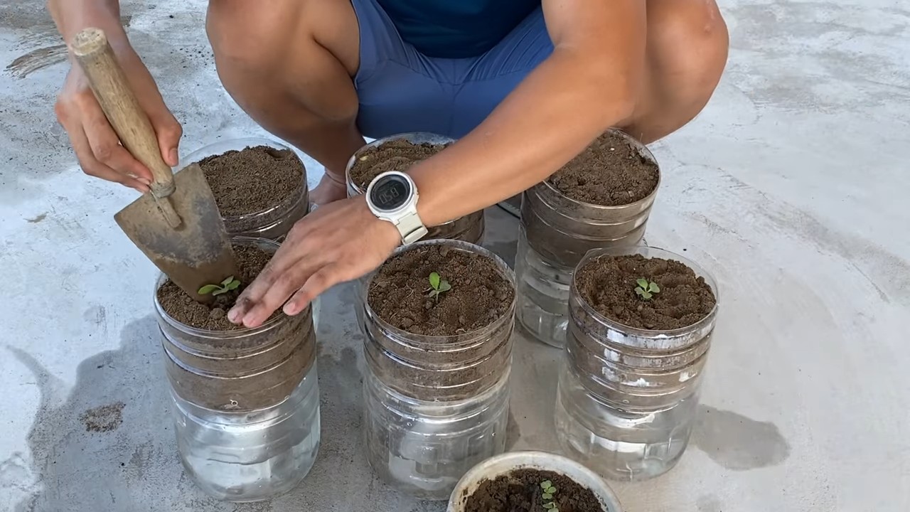Growing Mustard Greens Easily