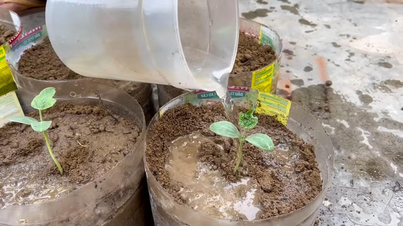 Self Watering Mustard Greens
