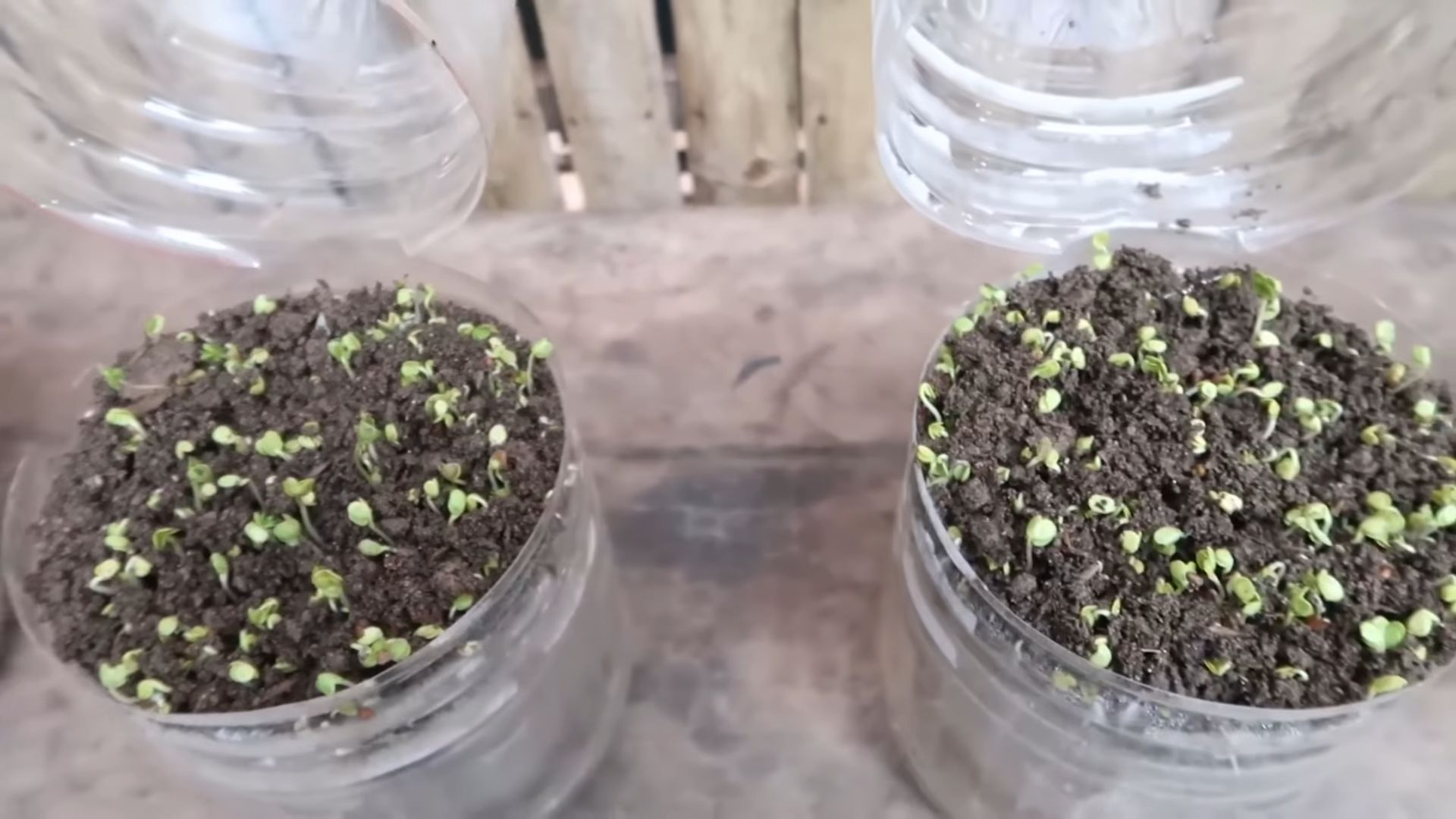 Soil Free Microgreens at Home