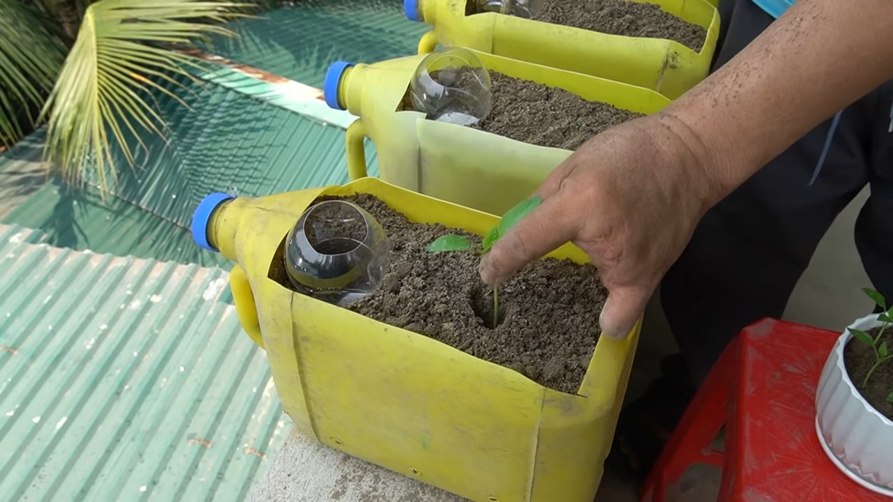 Balcony Gardening Bell Peppers Bottles