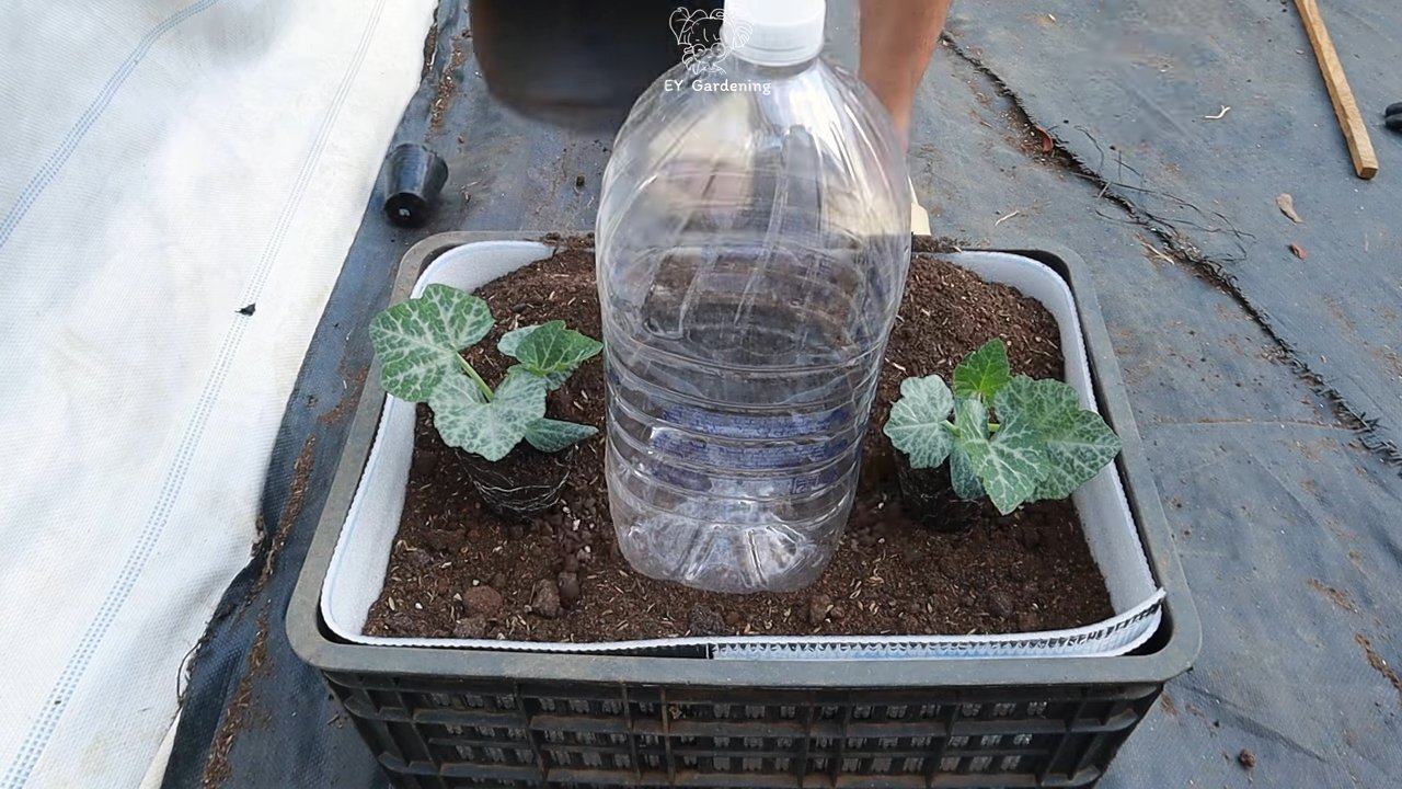 DIY Drip Watering System