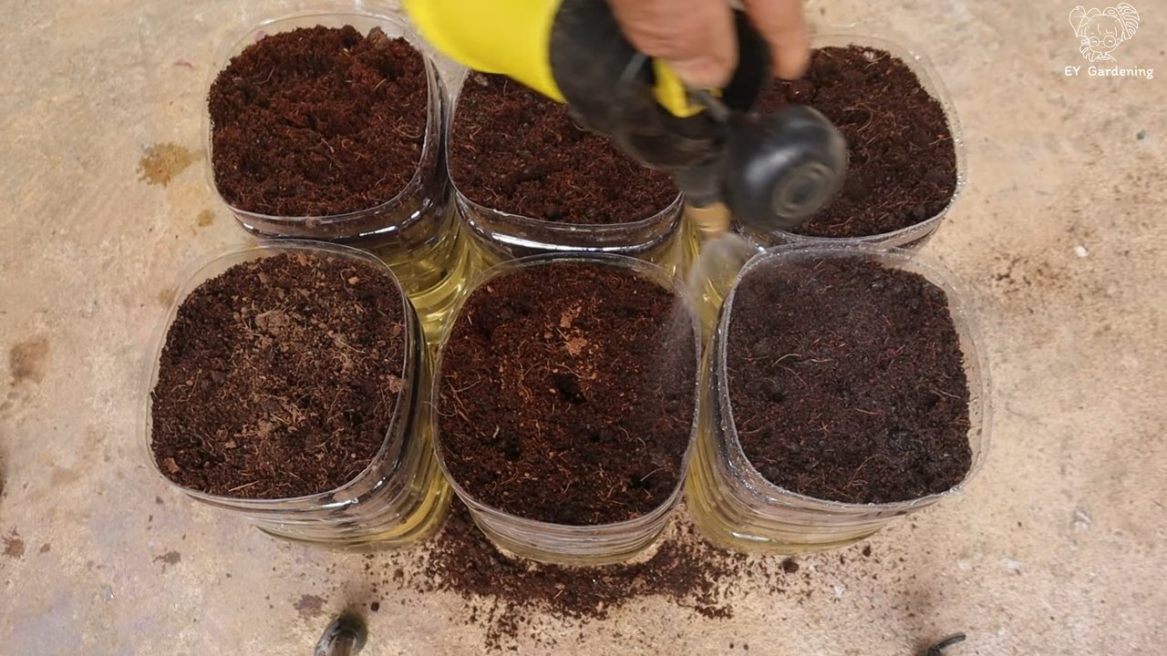 Growing Green Onions Bottles