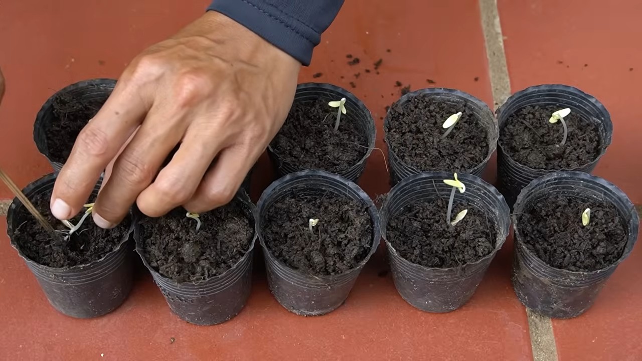Cucumber garden trick
