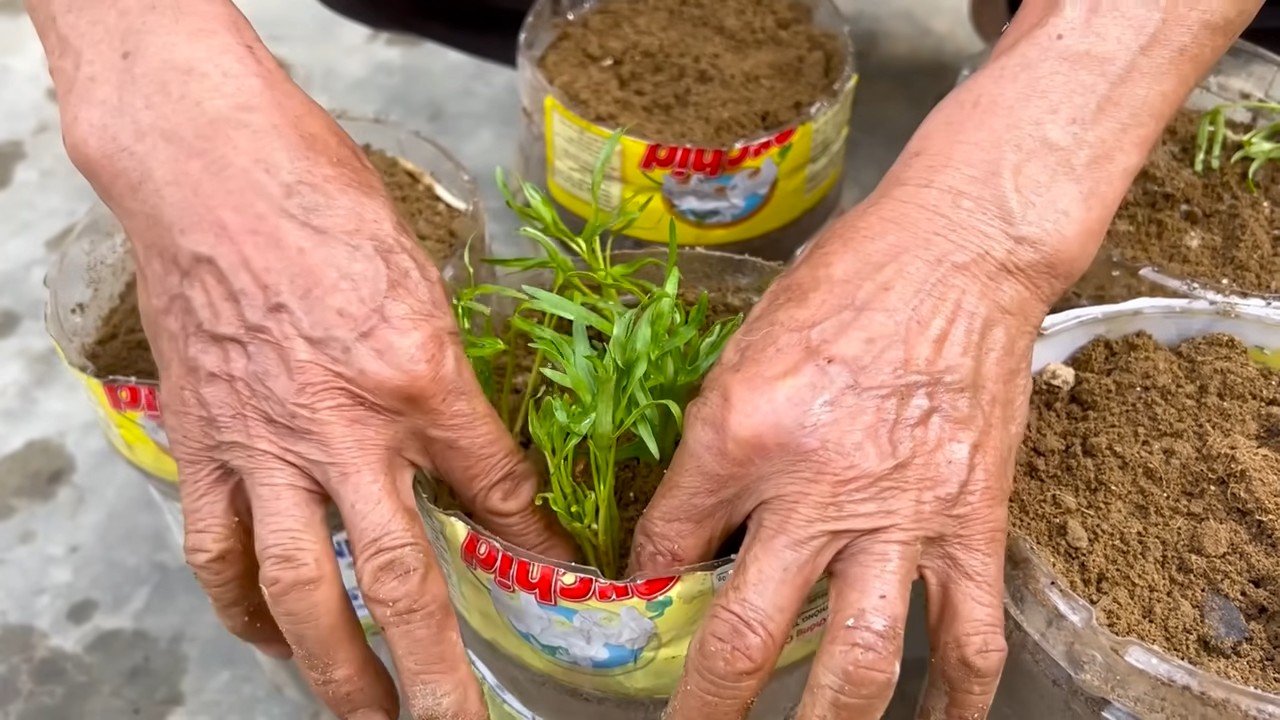 Hydroponic vegetable gardening