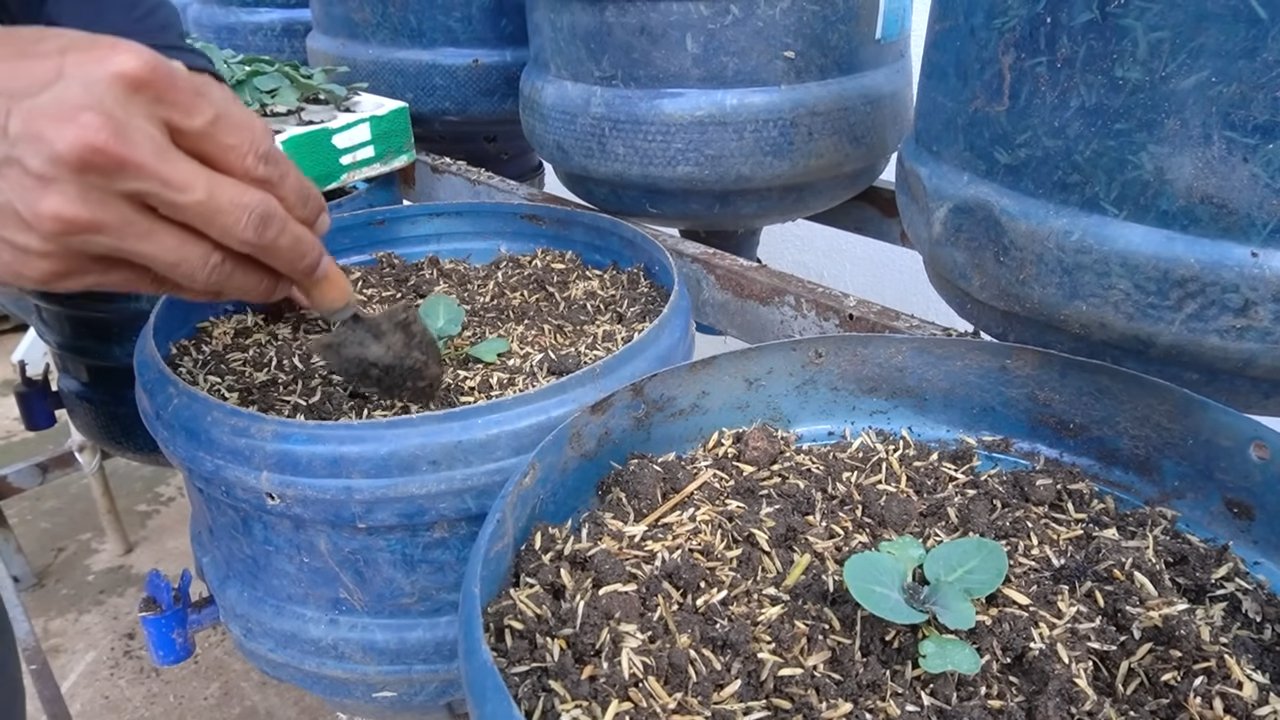 Kailan Nonstop Harvest